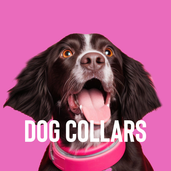 Dog Collars & Leads