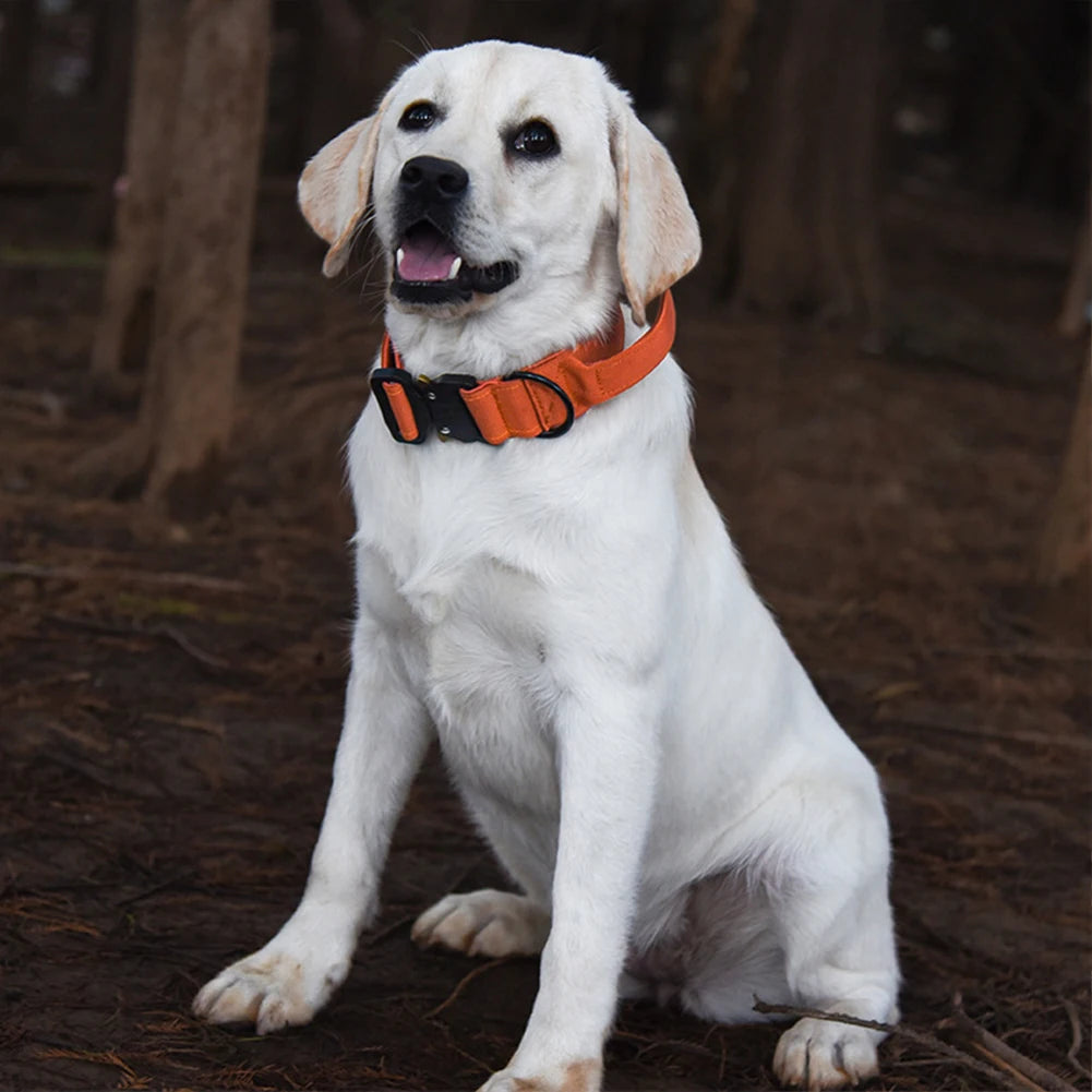 Adjustable Dog Collar