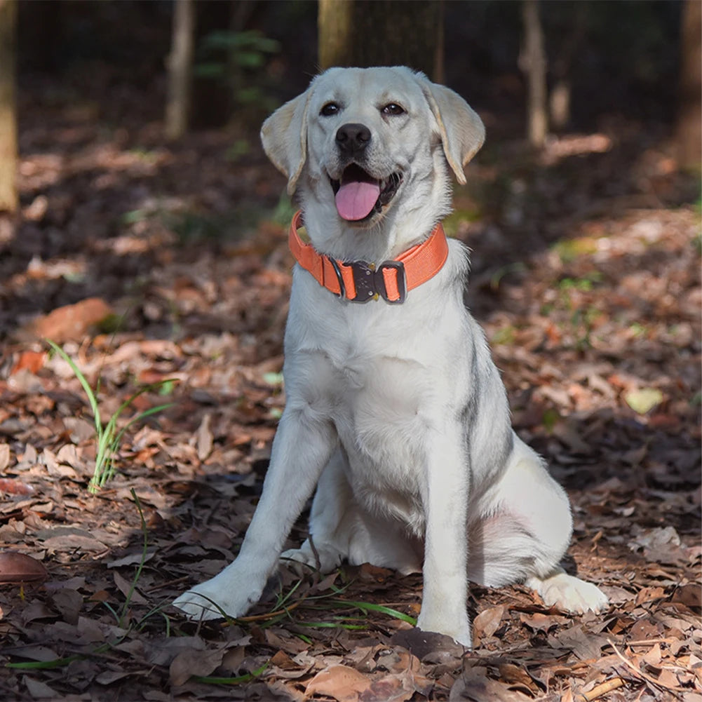 Adjustable Dog Collar